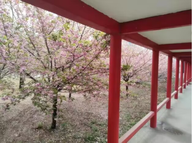 【文韵hjc黄金城】樱花之美 生命之悟